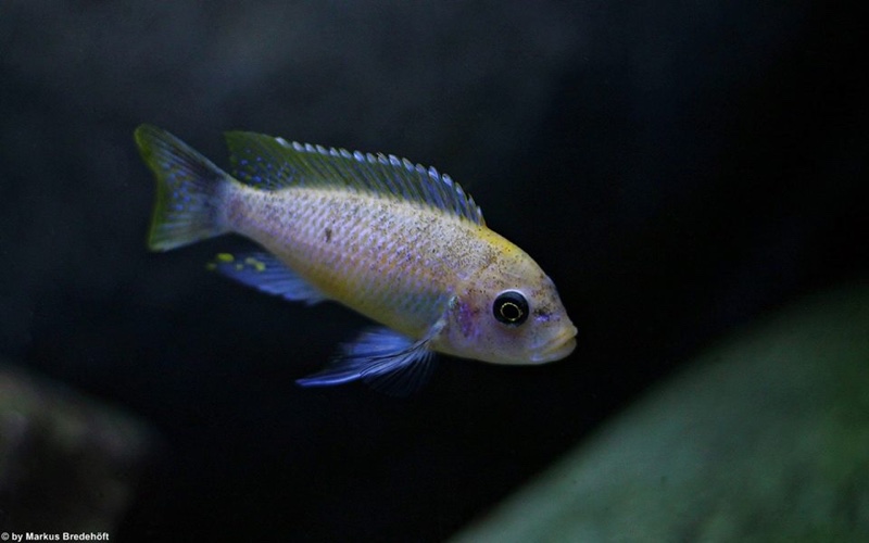 Maylandia pyrsonotos 'Mkondiwa Reef'